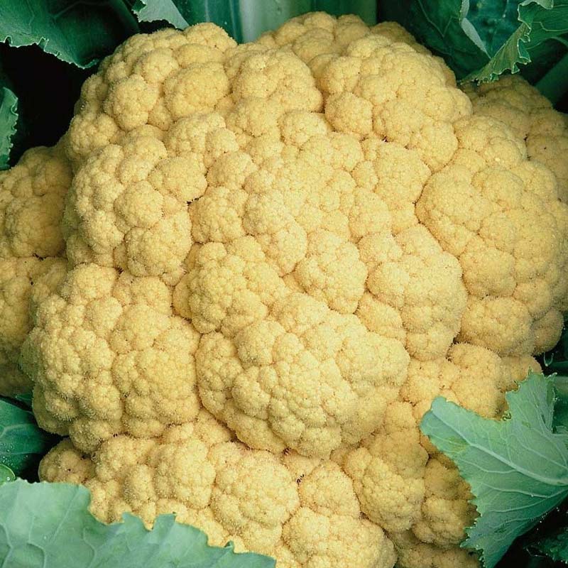 Kukkakaali 'Sunset' H