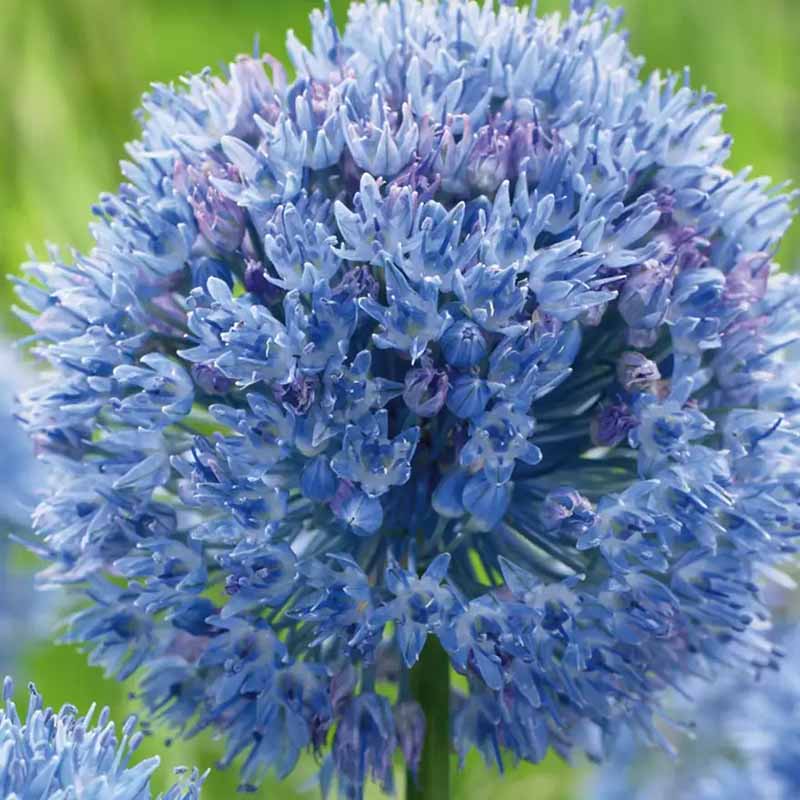 Sininen 'Azurilaukka'