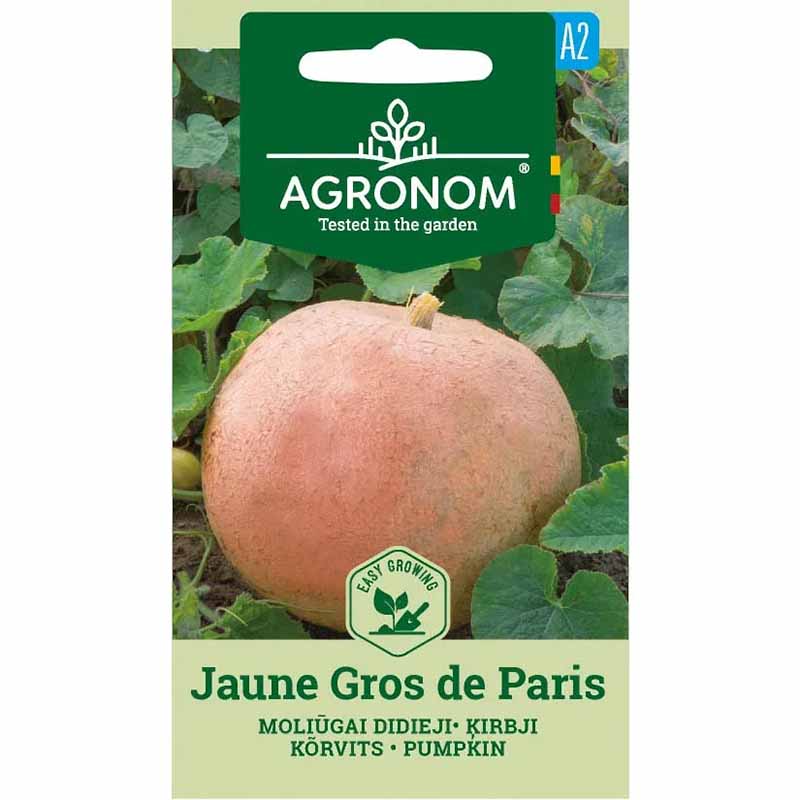 Kurpitsa 'Jaune Gros de Paris'