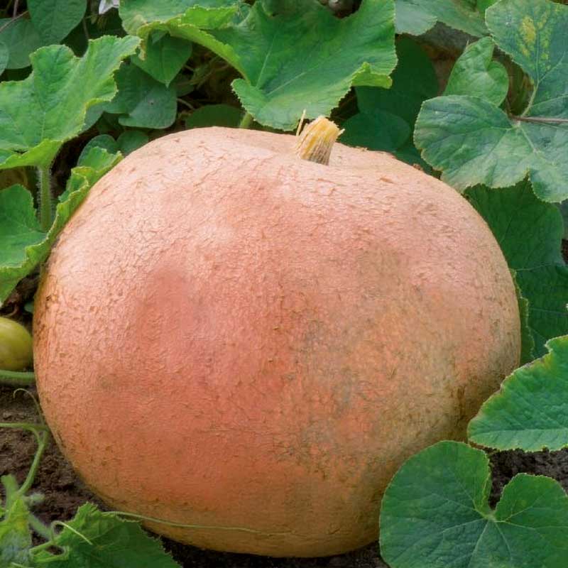 Kurpitsa 'Jaune Gros de Paris'