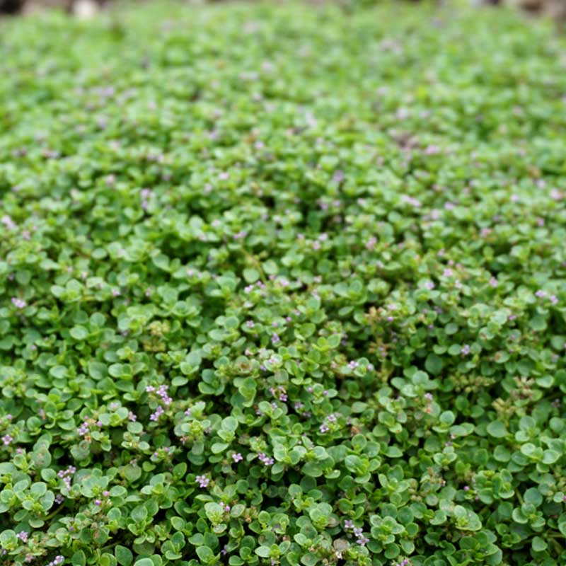 Mateenaminttu 'Mini mint'