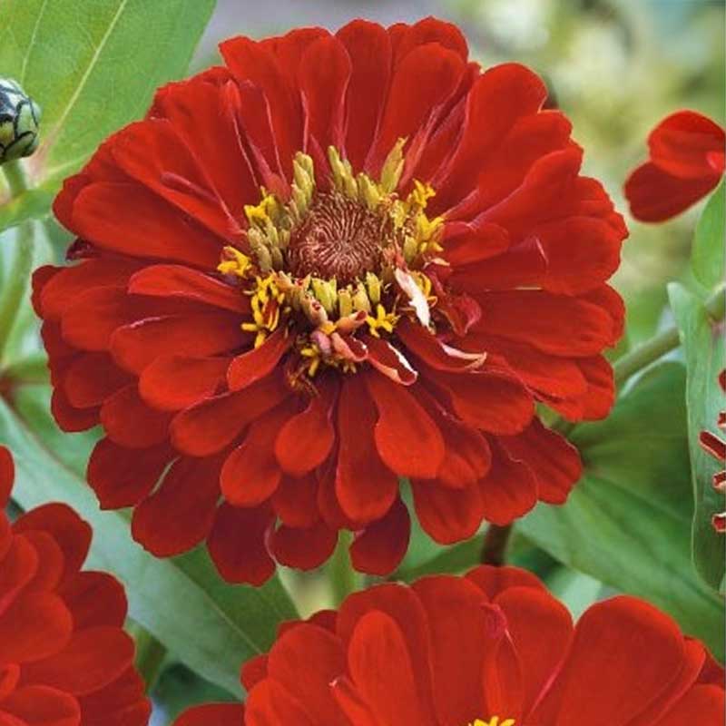 Zinnia 'Scarlet Flame'