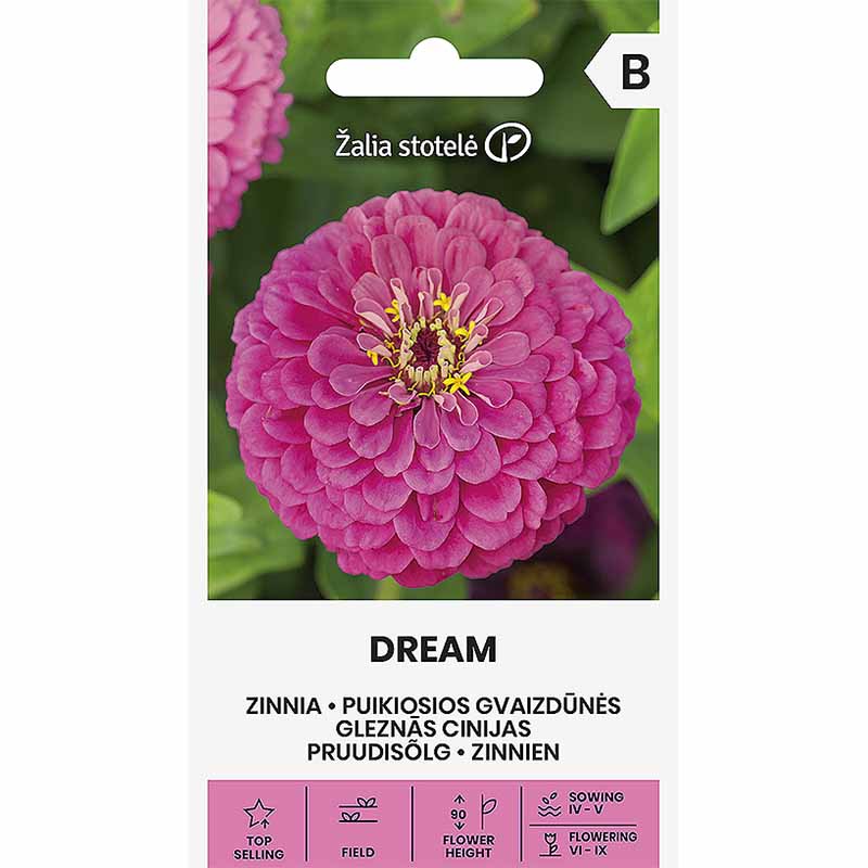 Zinnia 'Dream'