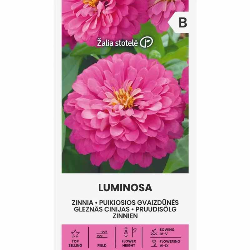 Zinnia 'Luminosa'