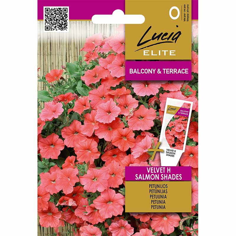 Petunia 'Velvet F1 Salmon Shades'