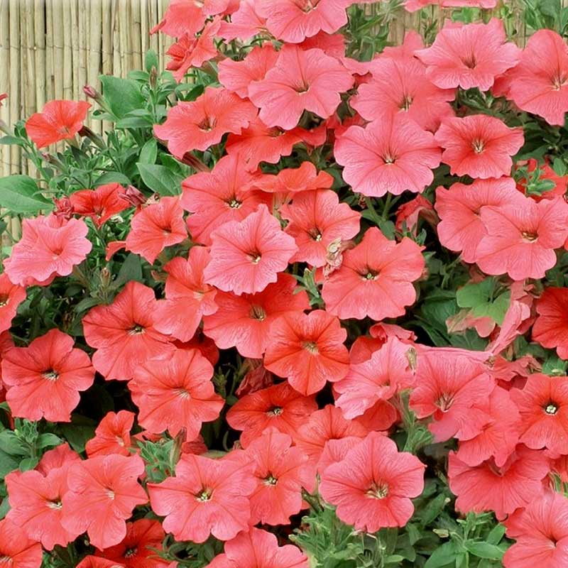 Petunia 'Velvet F1 Salmon Shades'