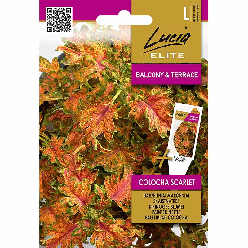 Kirjovehka 'Colocha Scarlet'