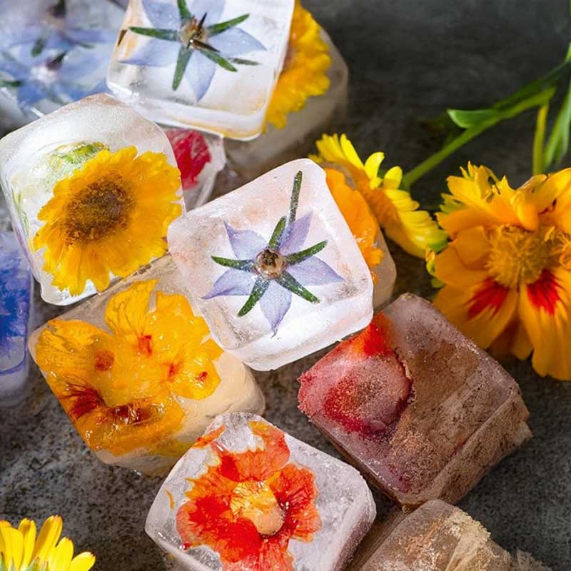 Kukkaseos 'Ice Cube'