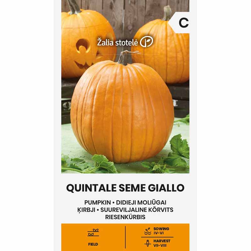 Kurpitsa 'Quintale Seme Giallo'