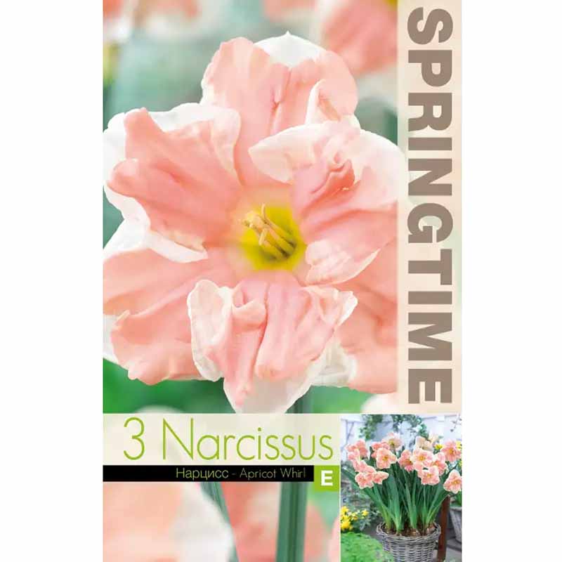 Täyteläinen narsissi 'Apricot Whirl'