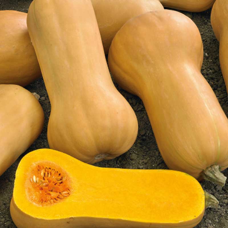 Myskikurpitsa 'Waltham Butternut'