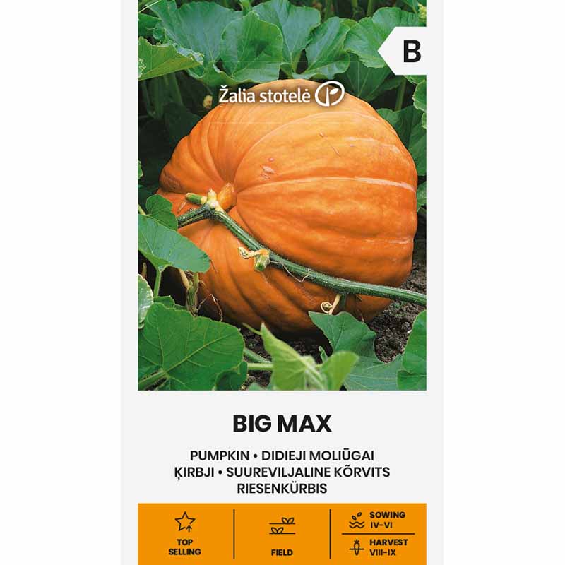 Kurpitsa 'Big Max'