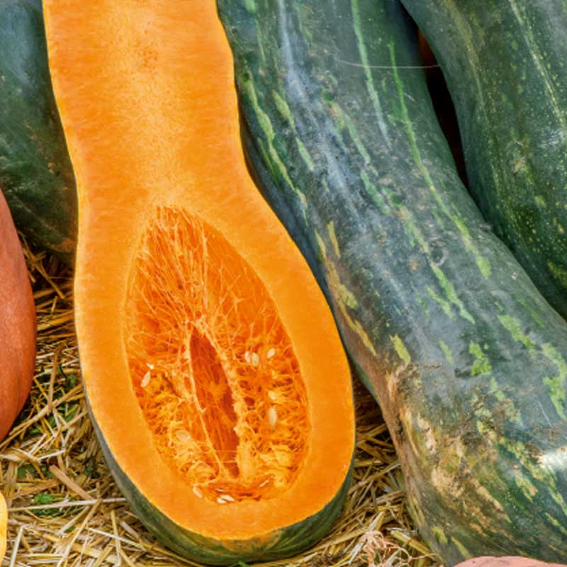 Myskikurpitsa 'Naples Long'