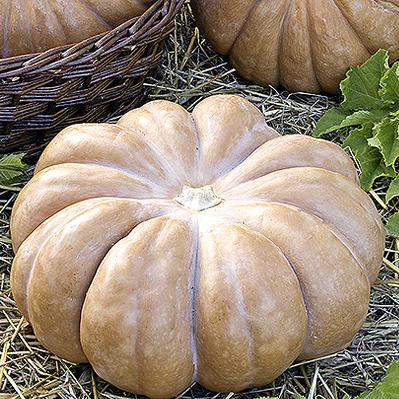 Myskikurpitsa 'Muscade de Provence'