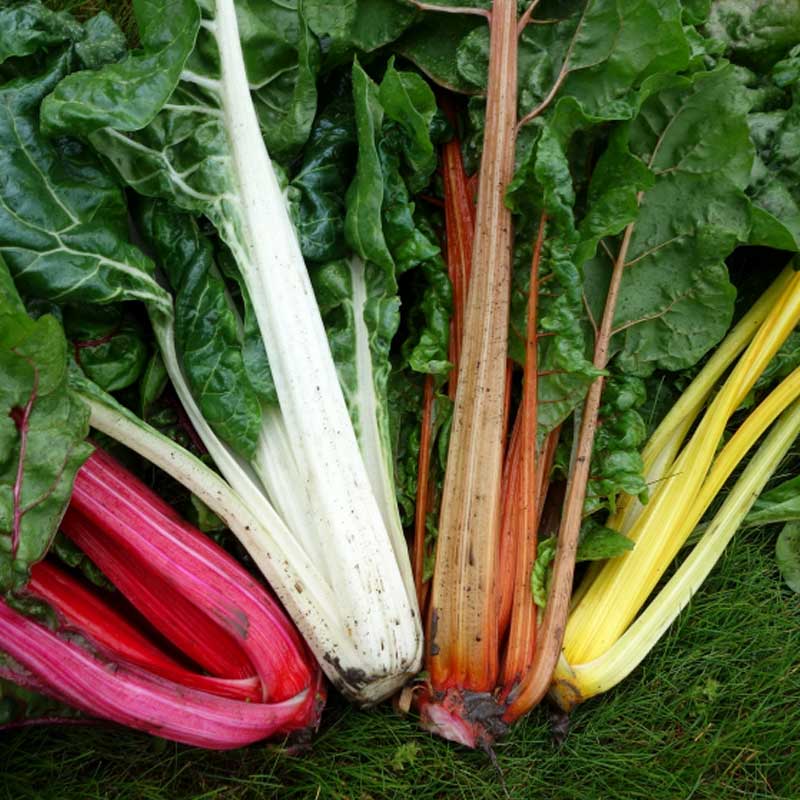 Mangoldi 'Bright Lights'