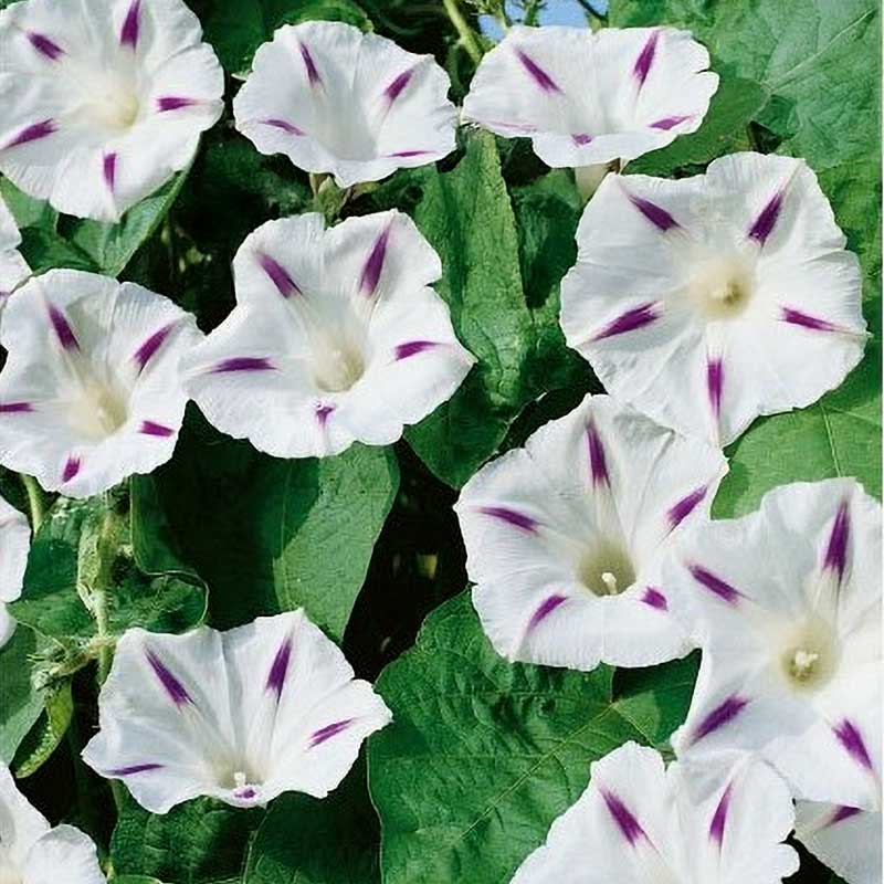 Köynnöskrassi 'Milky Way'