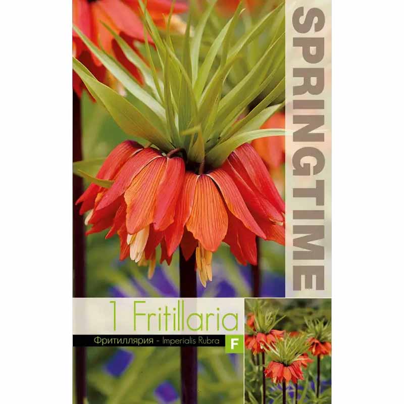 Punainen keisarinpikarililja 'Rubra'