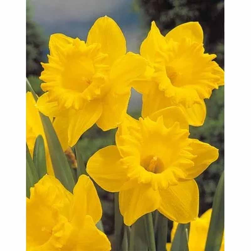 Narsissi 'Dutch Master'