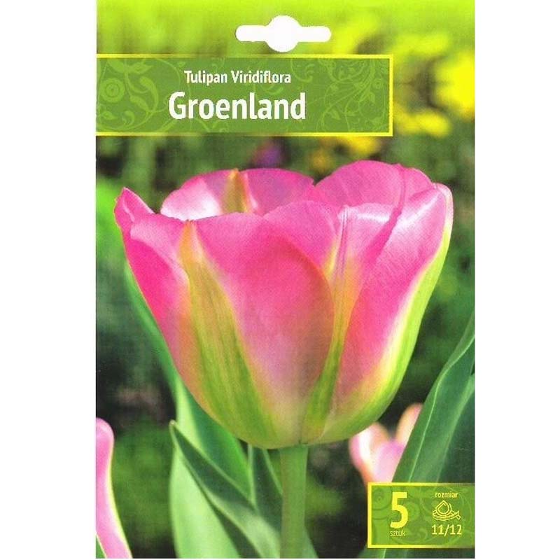 Tulpan ’Groenland’