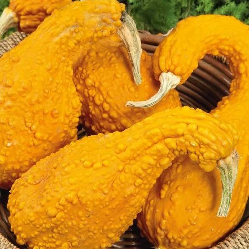 Kurpitsa 'GA GA GA' H