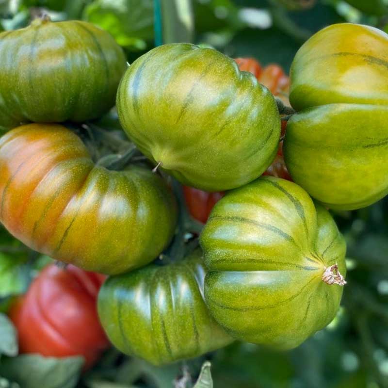 Tomaatti 'Bocamegra' H