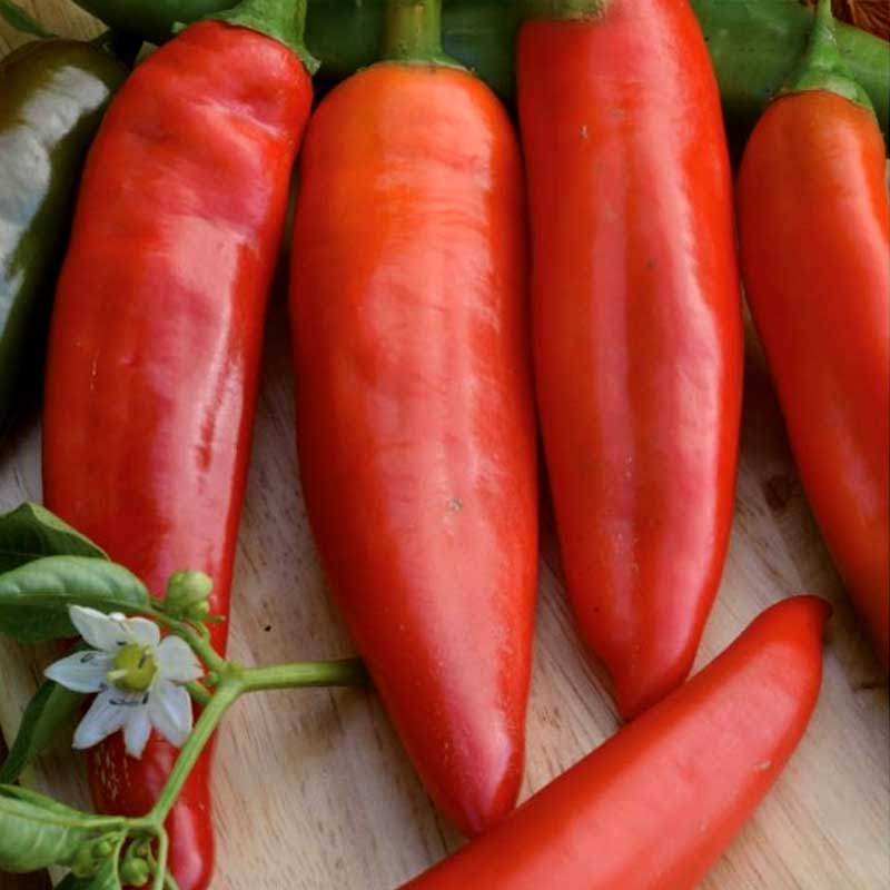 Chili 'Anaheim'