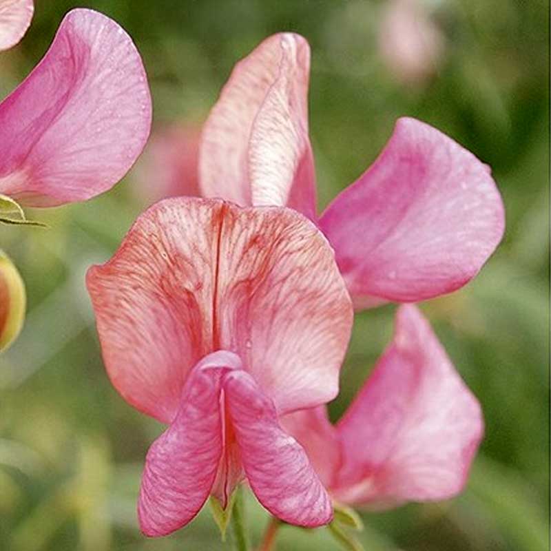 Tuoksuherne 'Old Spice Miss Willmot'