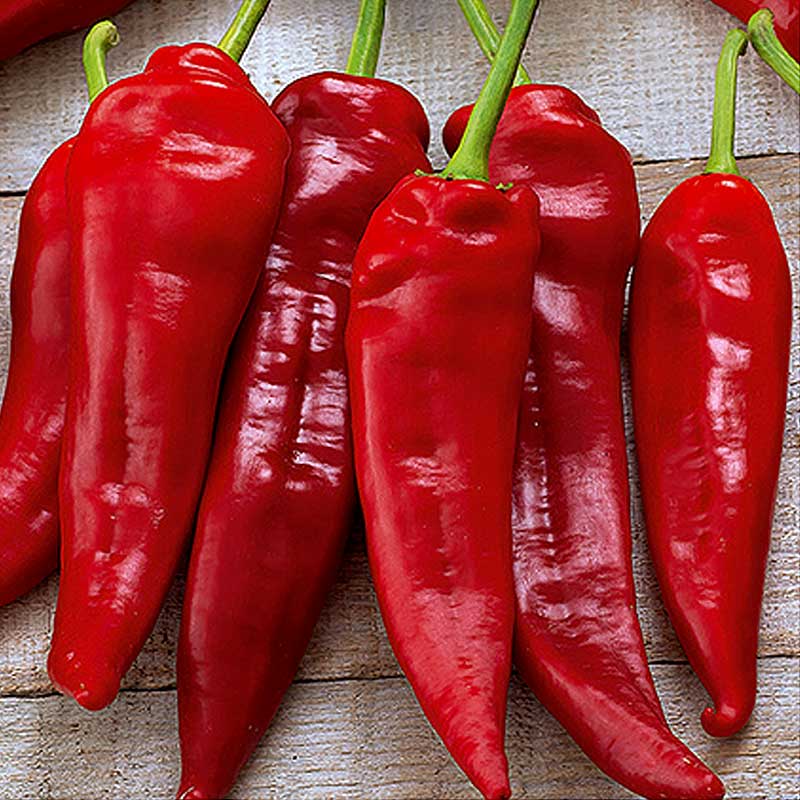 Paprika 'Komtesa' F1