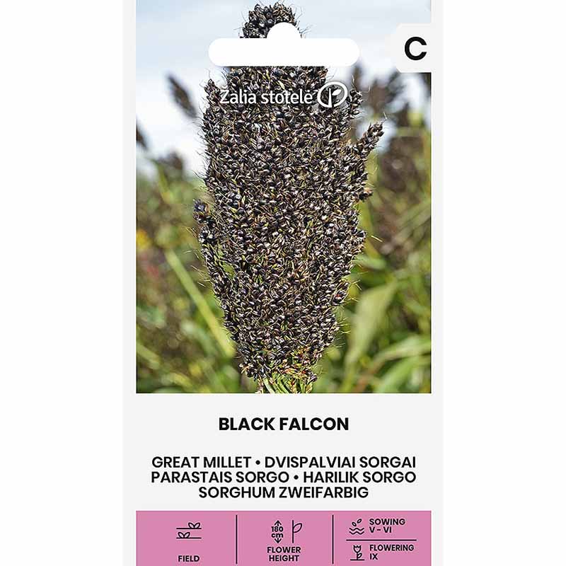 Helmihirssi 'Black Falcon'