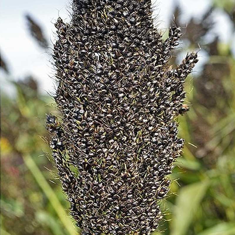 Helmihirssi 'Black Falcon'