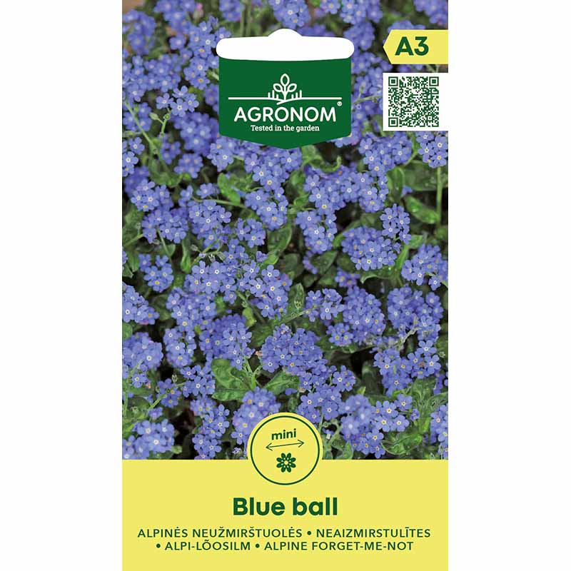 Alppilemmikki 'Blue Ball'