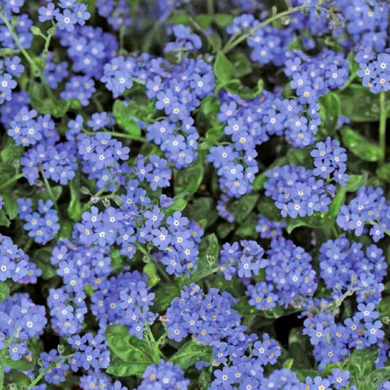 Alppilemmikki 'Blue Ball'