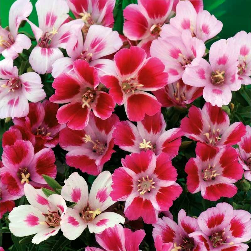 Kesäatsalea 'Monarch'