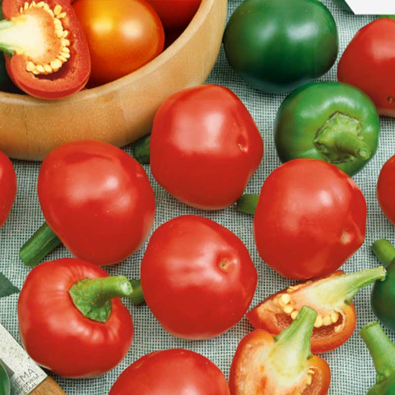 Chili Pepper 'Topik' H