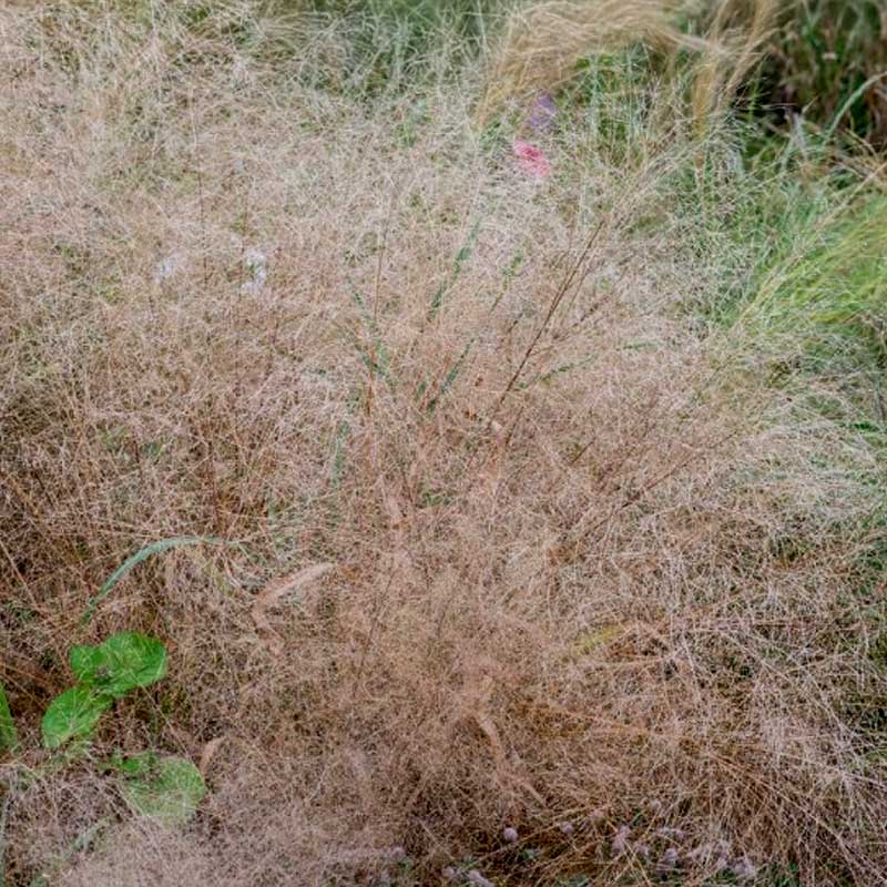 Elegantti Rakkausheinä