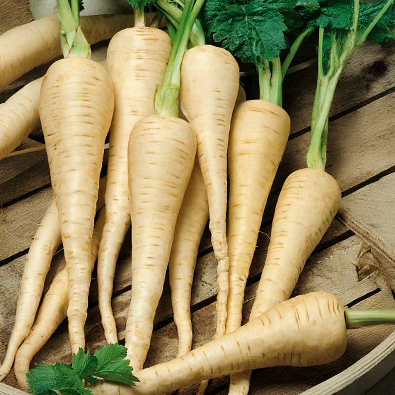 Palsternakka 'Guernsey'