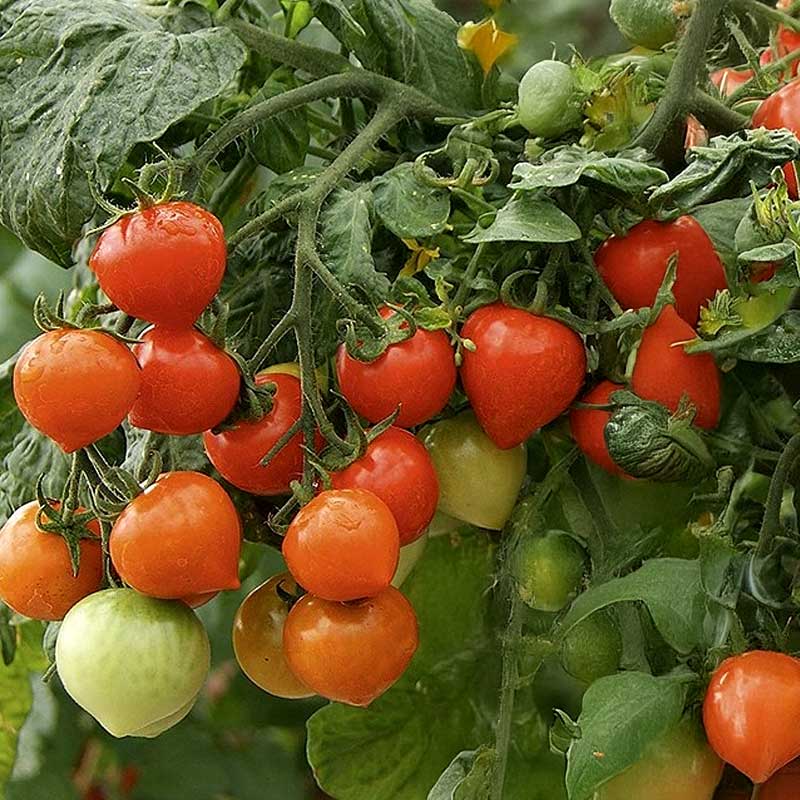 Tomaatti 'Sweet Valentines' H