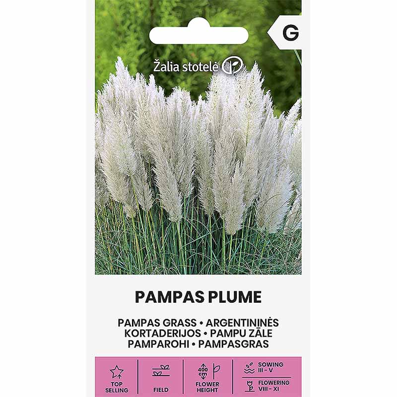 Hopeapampasheinä 'Pampas Plume'