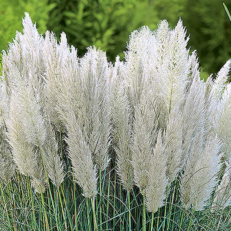 Hopeapampasheinä 'Pampas Plume'