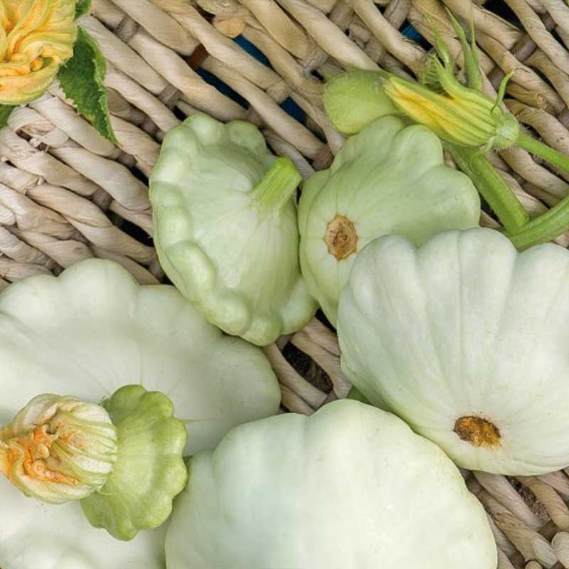 Lautaskurpitsa 'Disco'