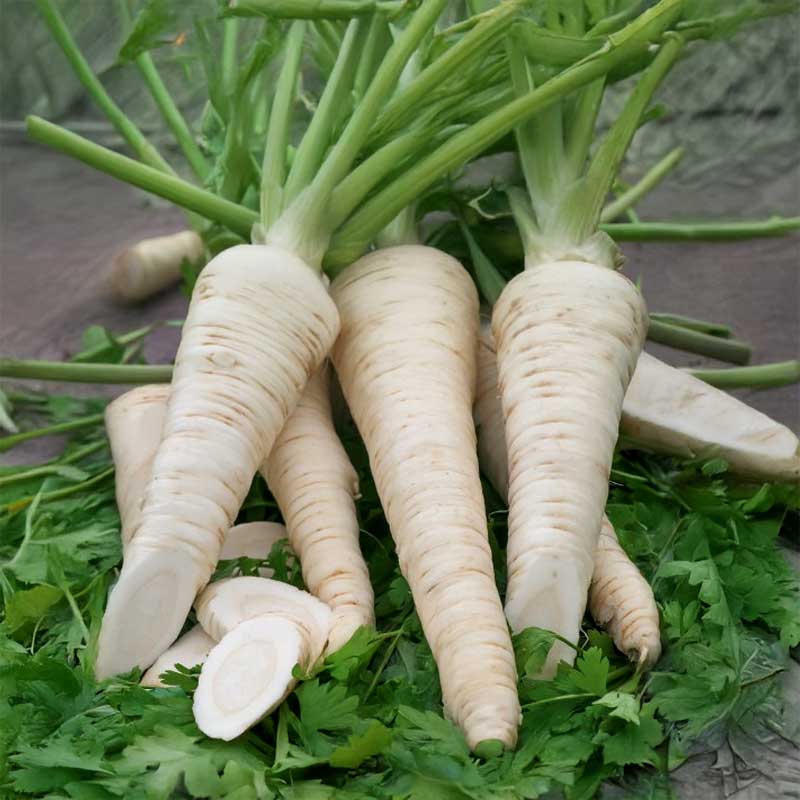 Parsley Root 'Alba'