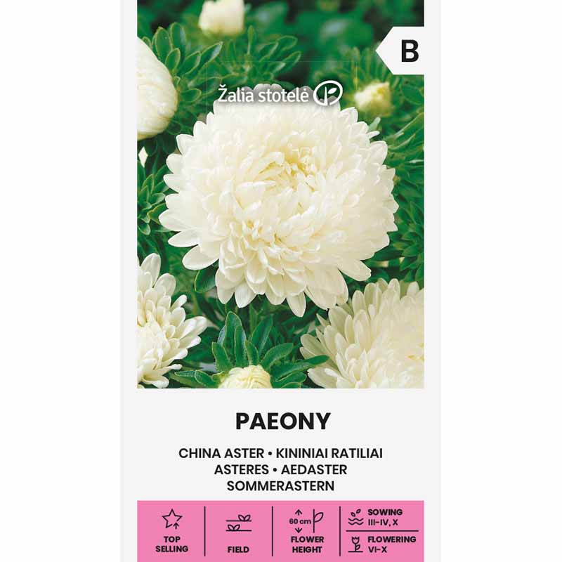 Kesäasteri 'Paeony' valkoinen