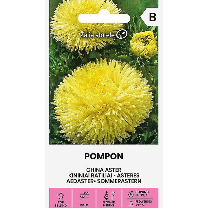 Kesäasteri 'Pompon'