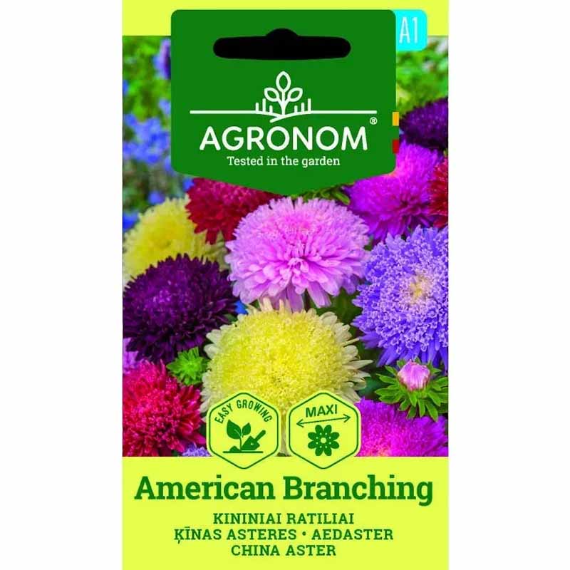 Kesäasteri 'American Branching'