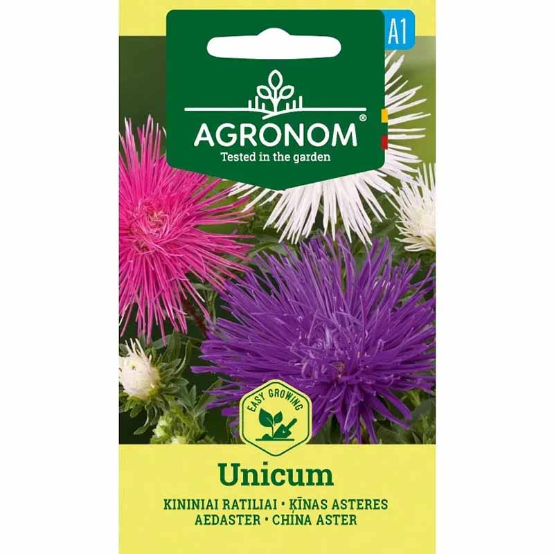 Kesäasteri 'Unicum Pink'