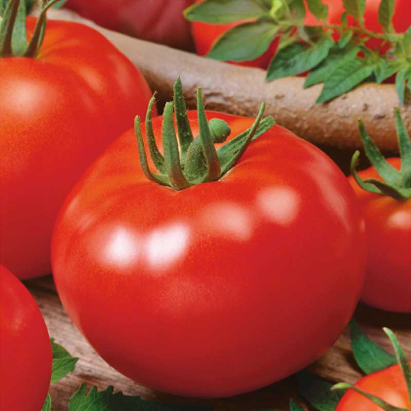 Tomaatti 'Promyk'