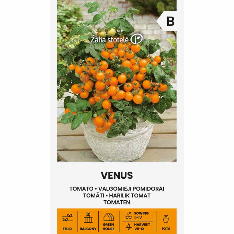 Tomaatti 'Venus'