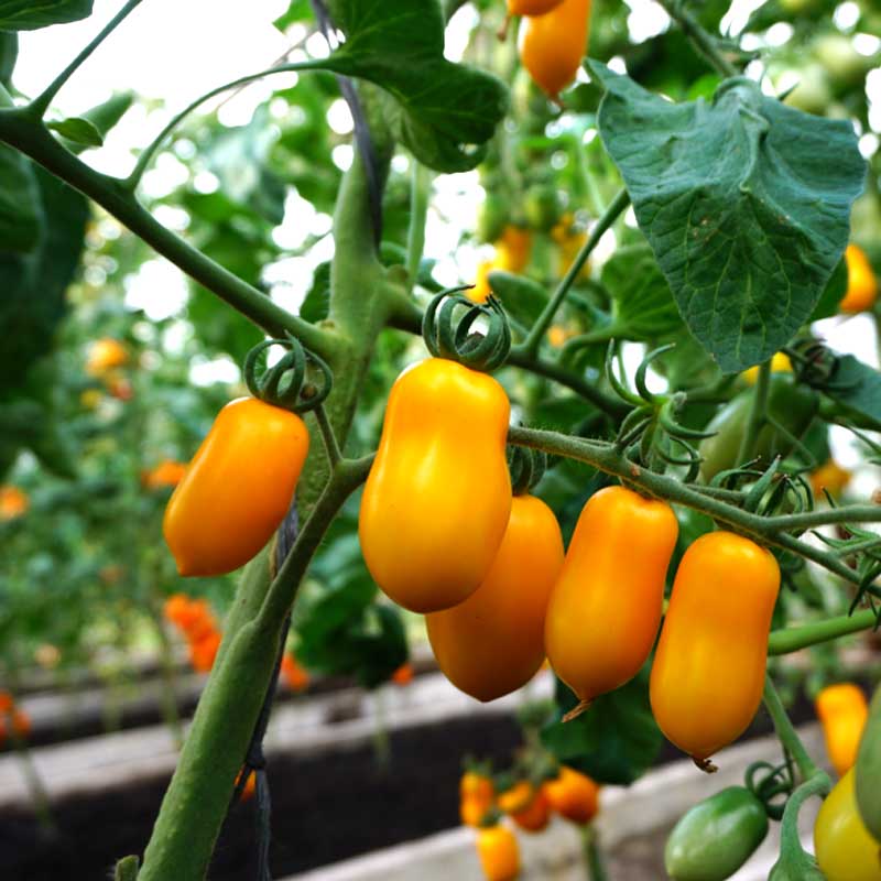 Tomato Plommontomat 'Taiko'