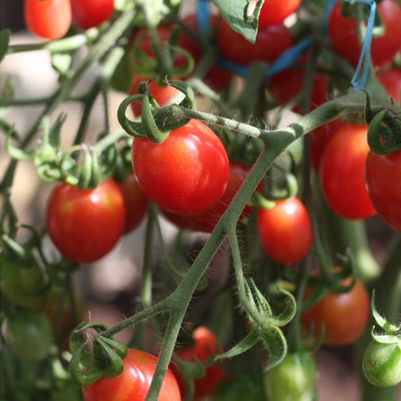 Tomaatti 'Malinowy kapturek'