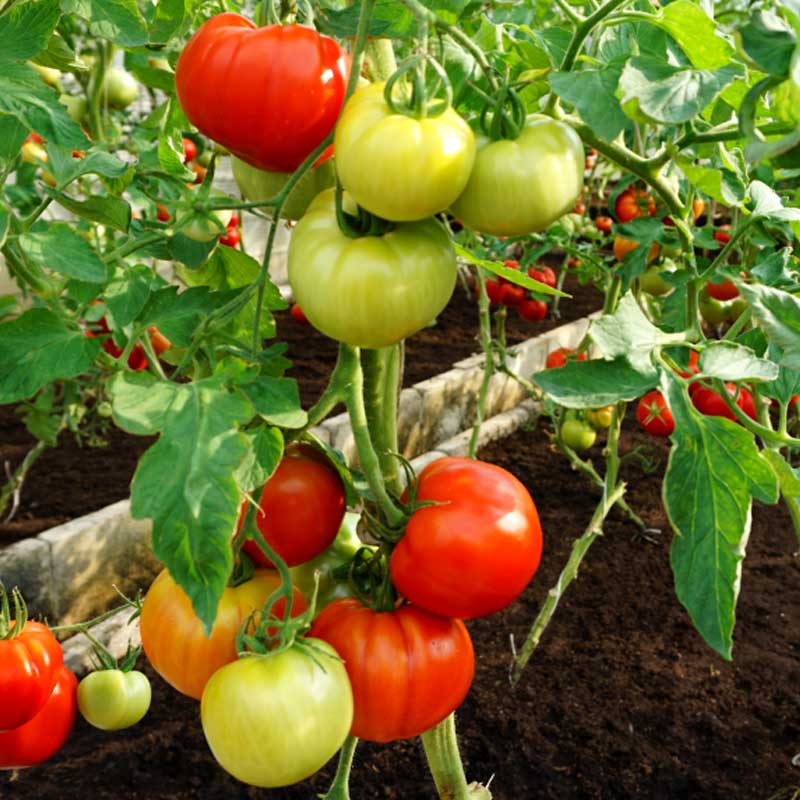 Tomaatti 'Country taste' H